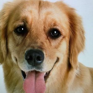 Meet your Posher, Johanna